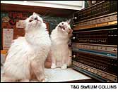 [JPEG image of three Novas and Two cats]